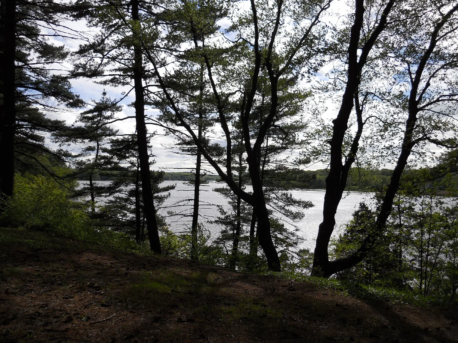 A wide river seen through tall pines from a high bank