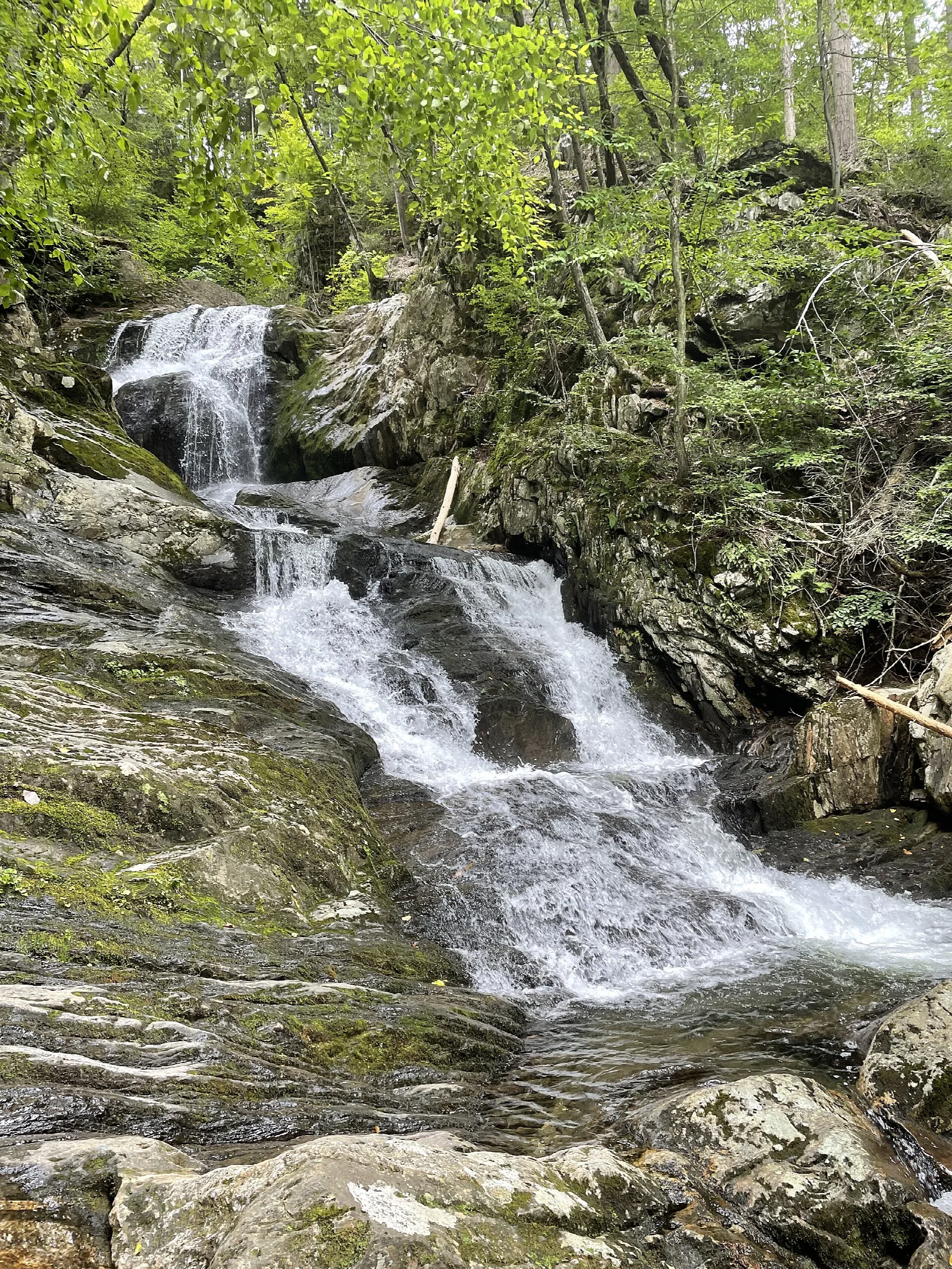 Chester-Blandford State Forest