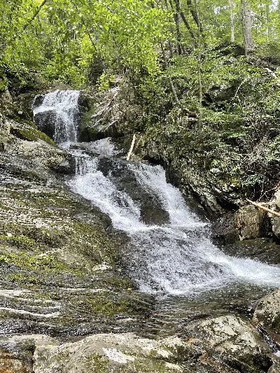 Chester-Blandford State Forest