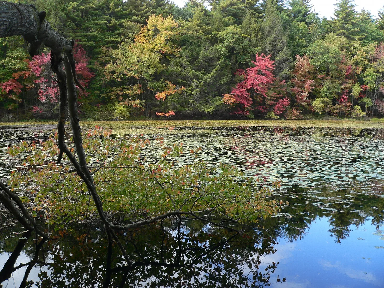 A pond covered with lily pads framed by red and orange autumn trees