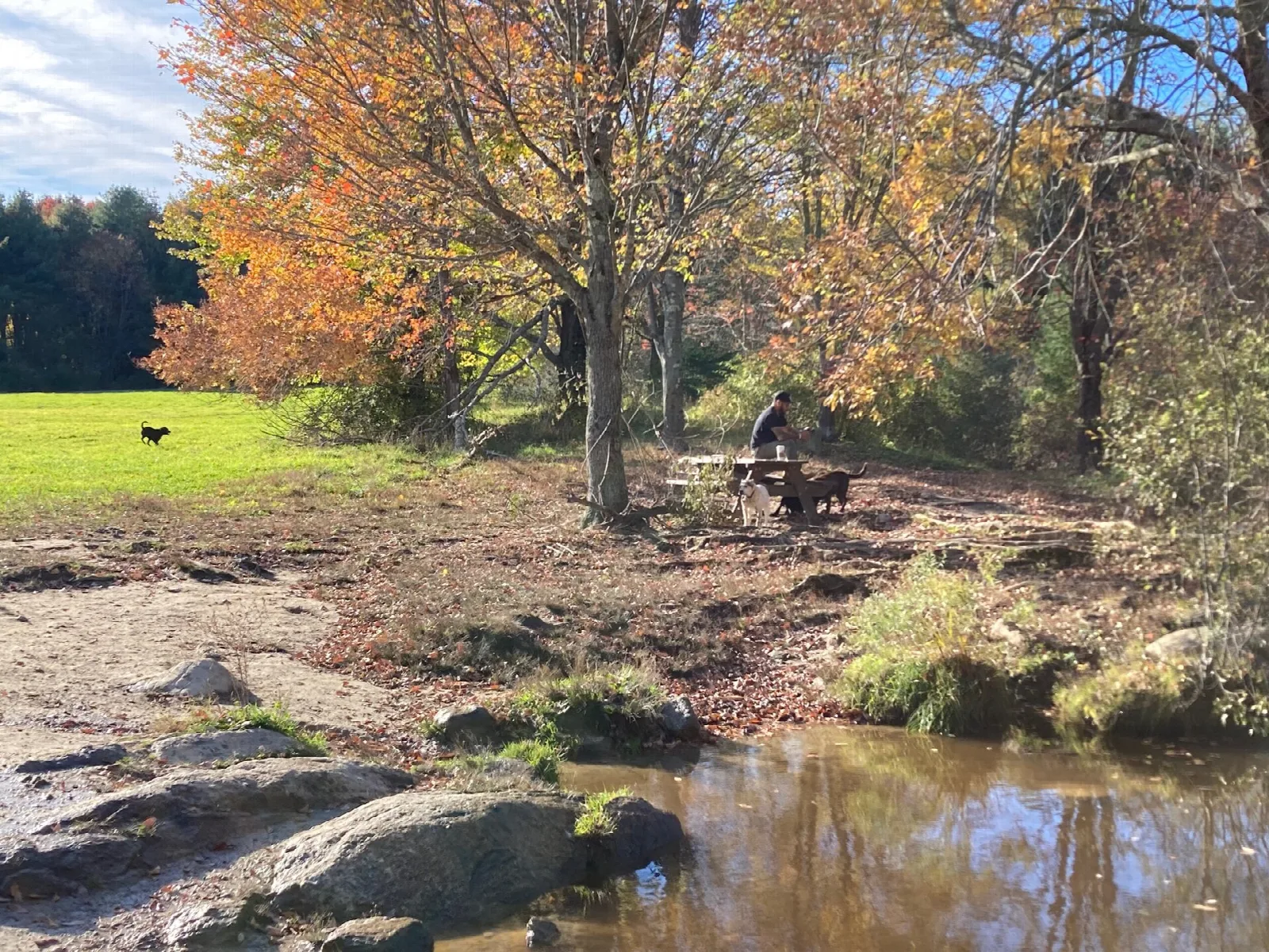 A rocky pond shore with autumn trees and an open lawn