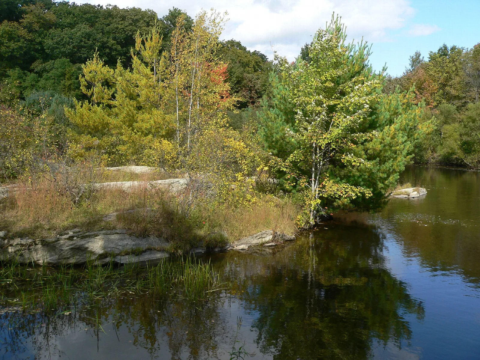 A pond edged with rocks, grasses and green trees