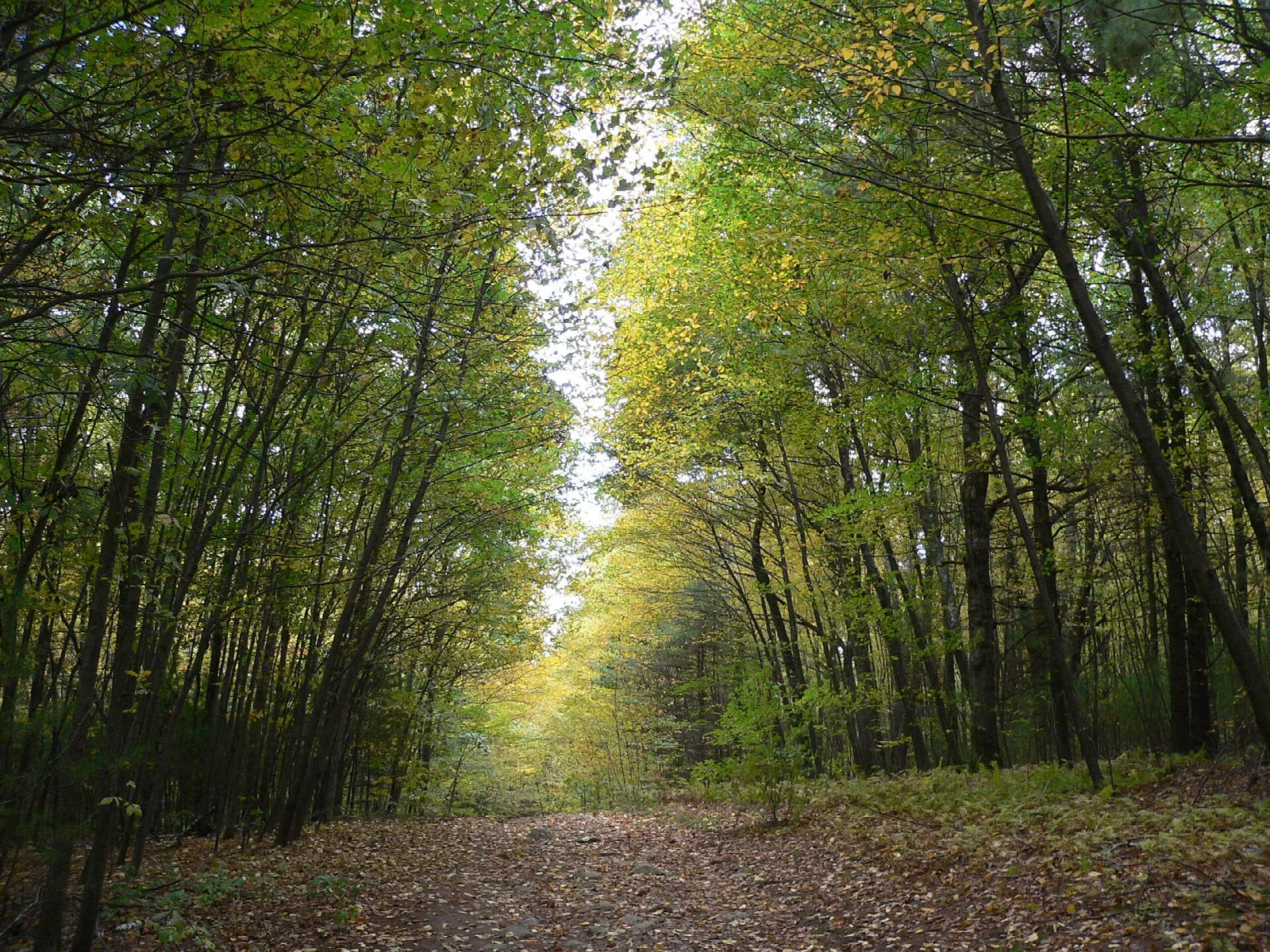 A forest path under tall yellow-green trees