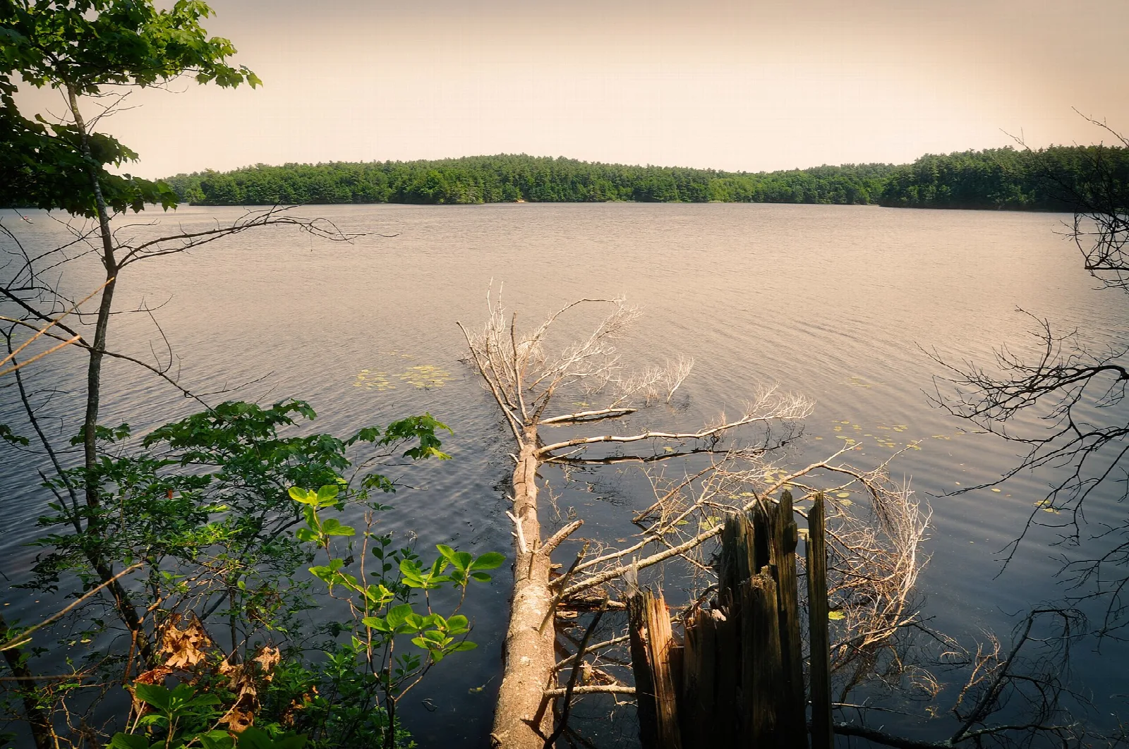 A broken tree trunk at the edge of a wide lake with a wooded far shore