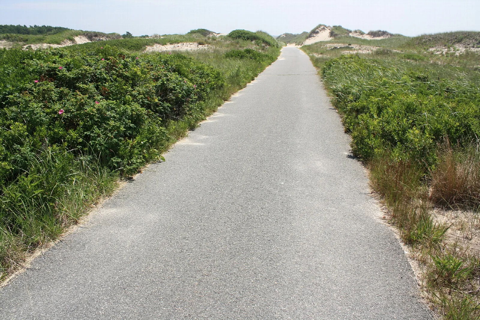 A paved path through green dune shrubs