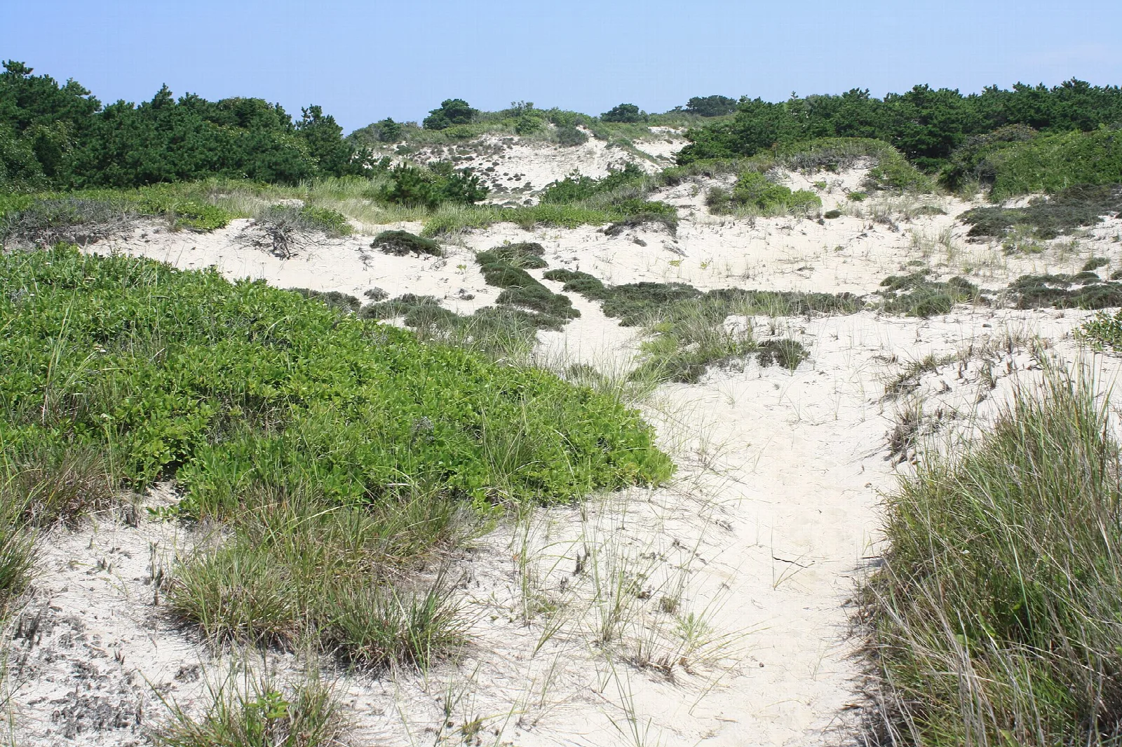 White sand dunes with green beach plants under blue sky