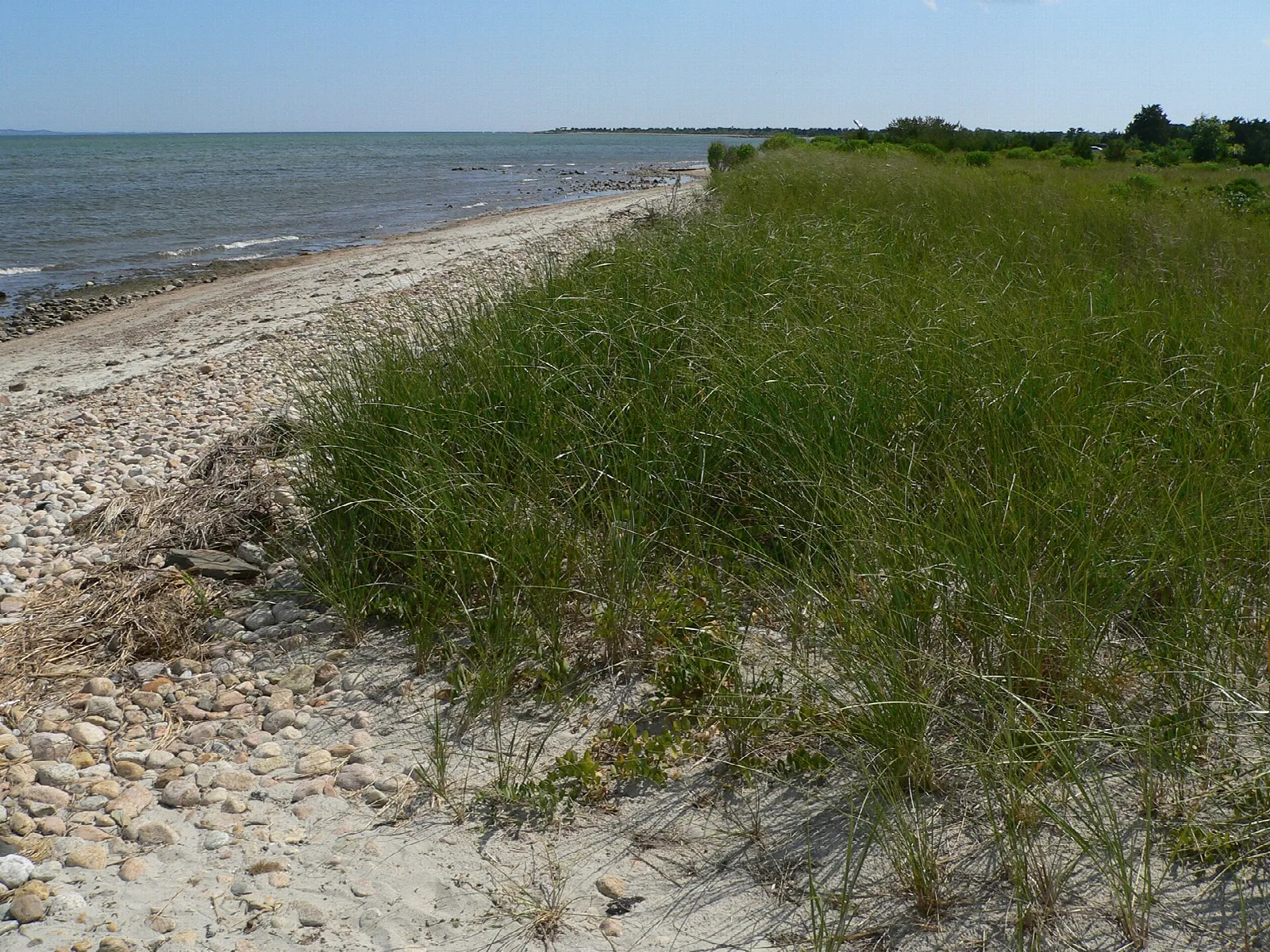 Dune grass above a stony beach curving beside calm bay water