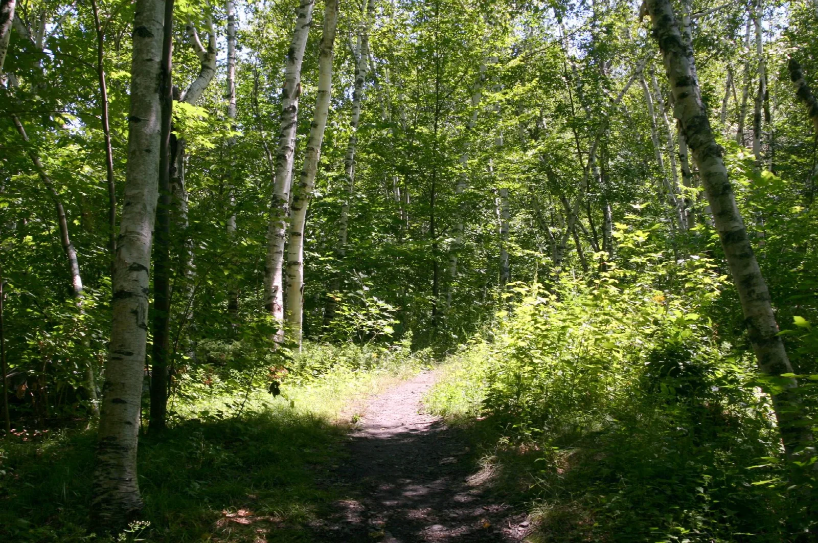 Tolland State Forest