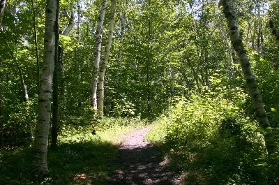 Tolland State Forest