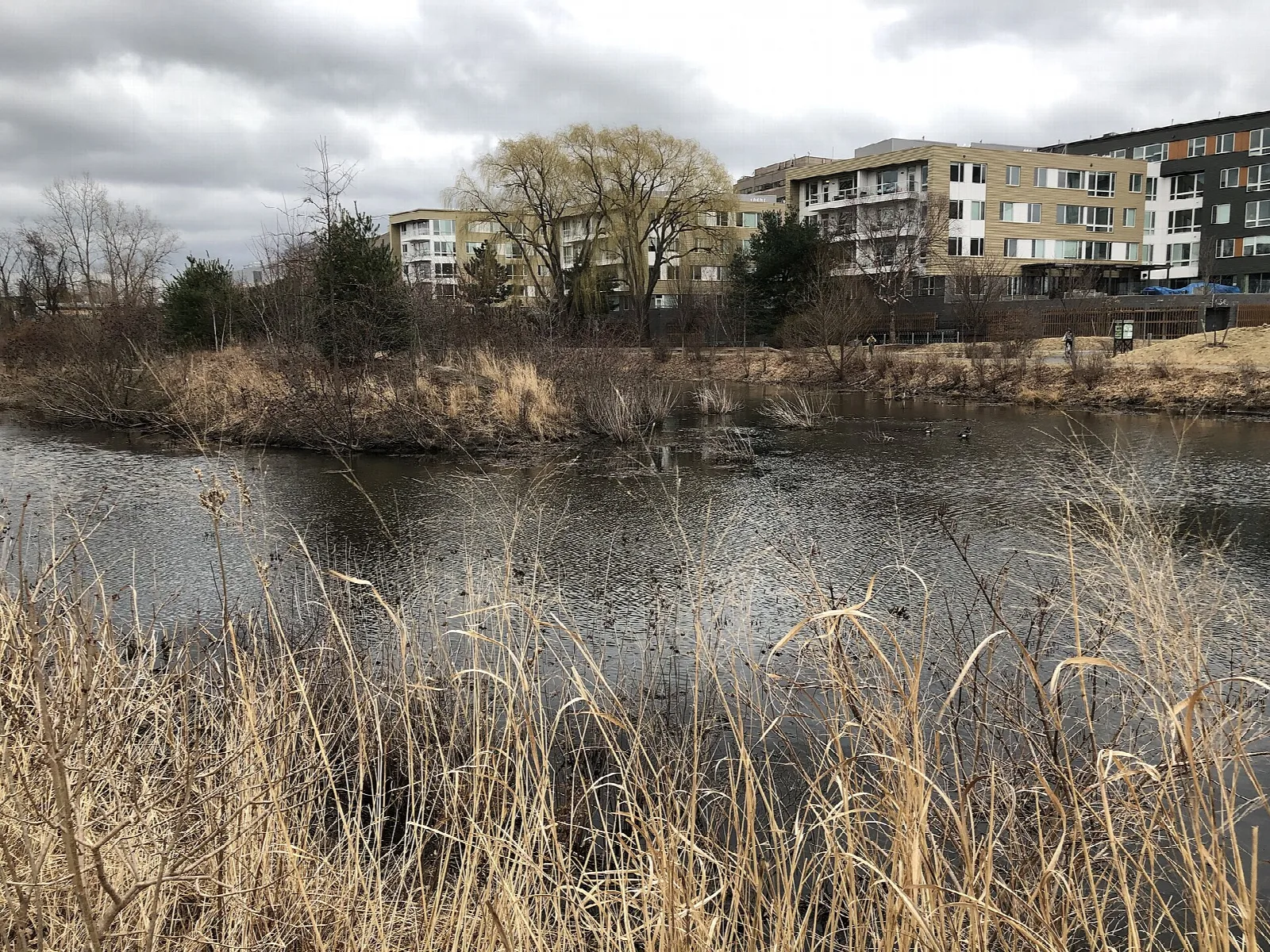 Still wetland pond edged with dry reeds and apartment buildings behind