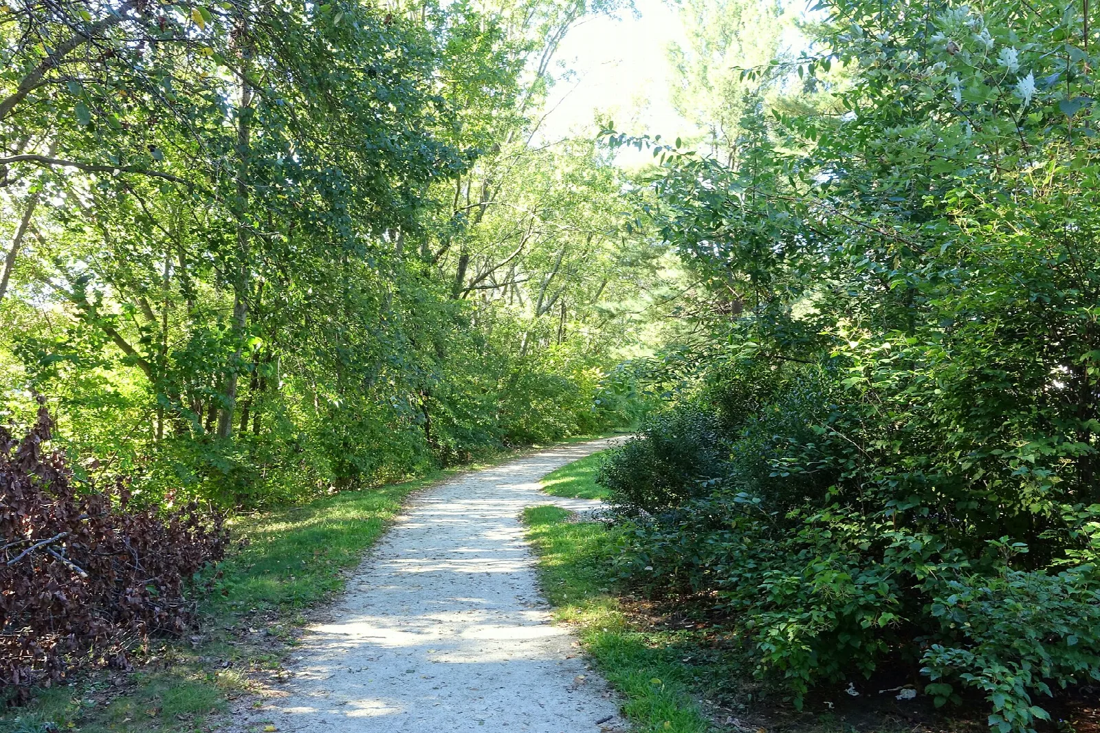 Gravel path curving through green trees and bushes