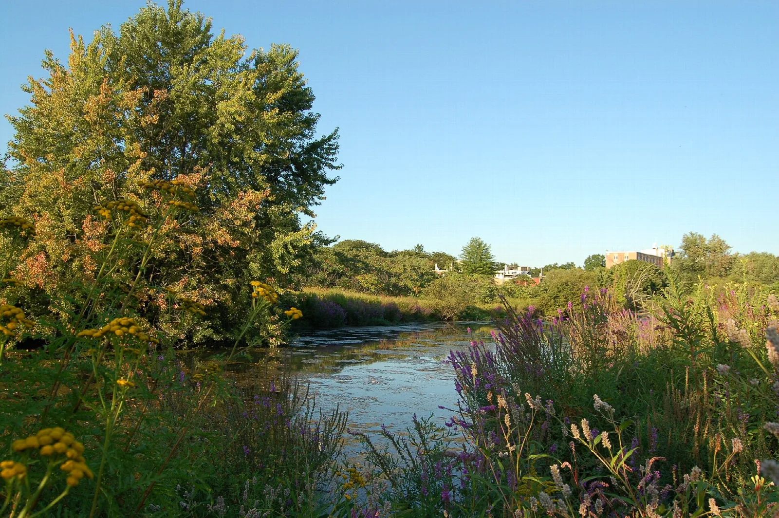 Slow river lined with tall grasses and wildflowers under a clear blue sky