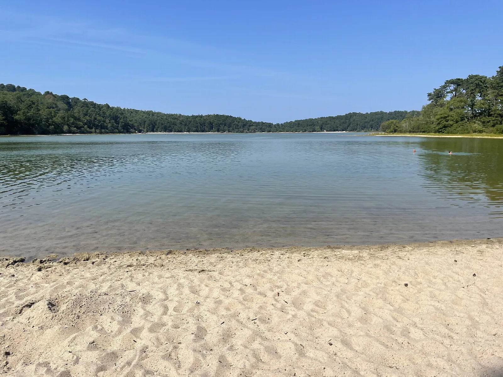 Calm pond with a sandy beach in front and pine forest along the far shore