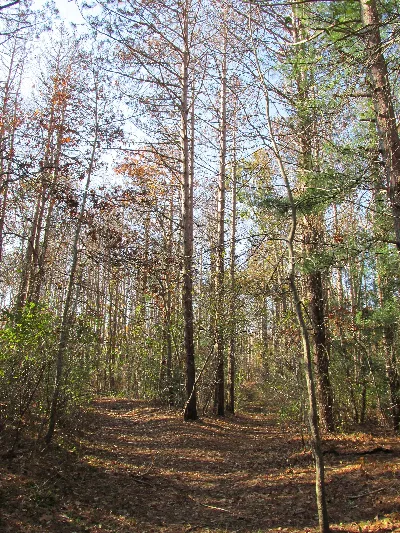 Shawme-Crowell State Forest