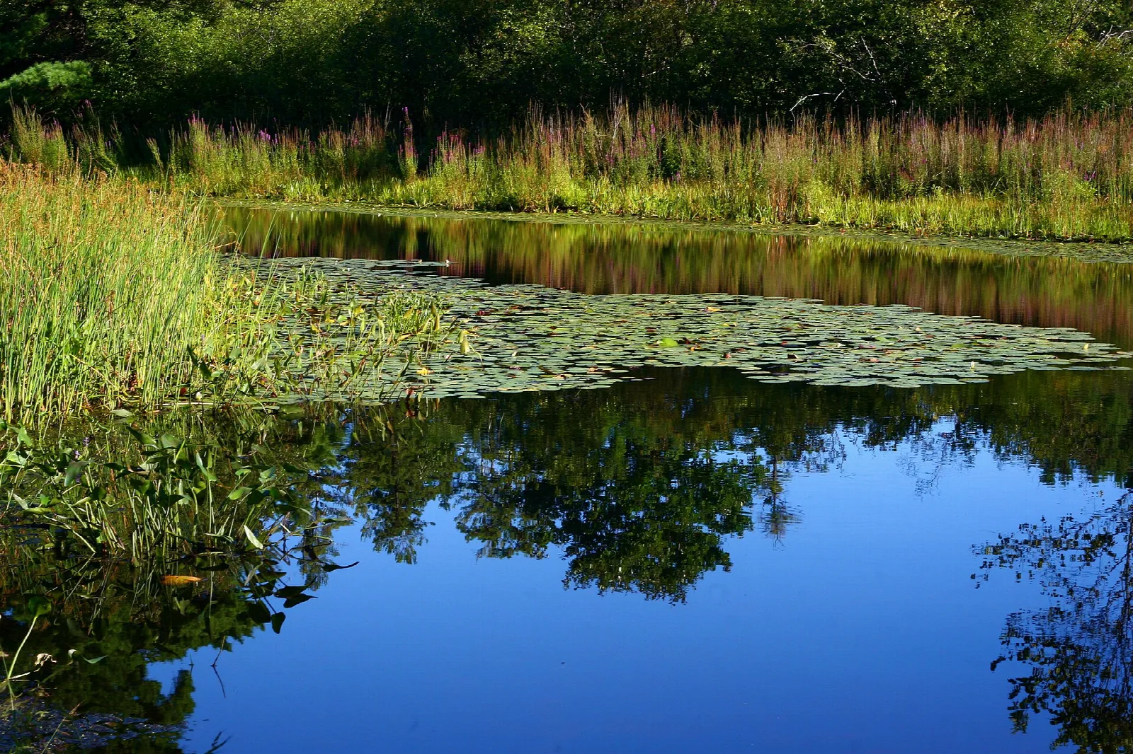 Pond with lily pads and green reeds reflecting blue sky