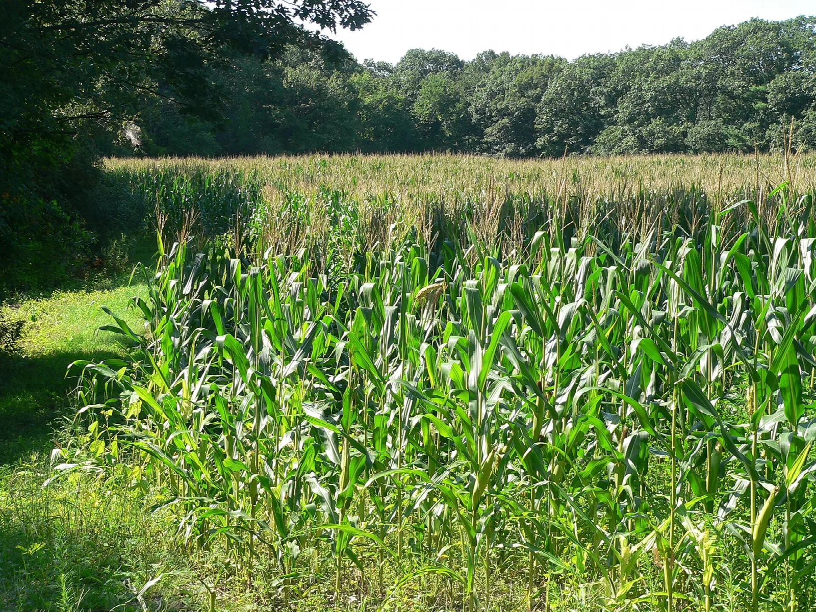 Tall green corn beside a grassy field edge