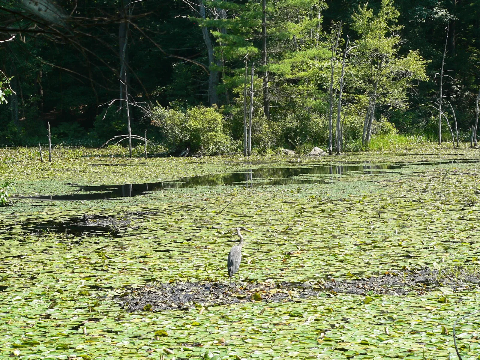 Heron standing in a pond covered with lily pads