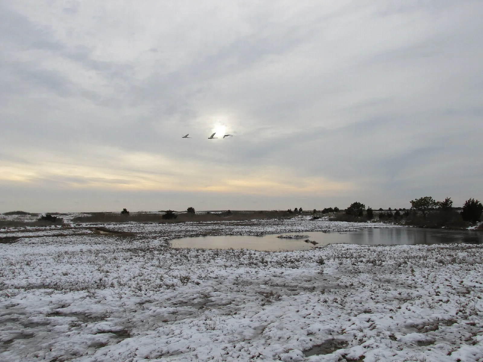 Snow-dusted flat shore beside a pond under a grey sky with birds flying