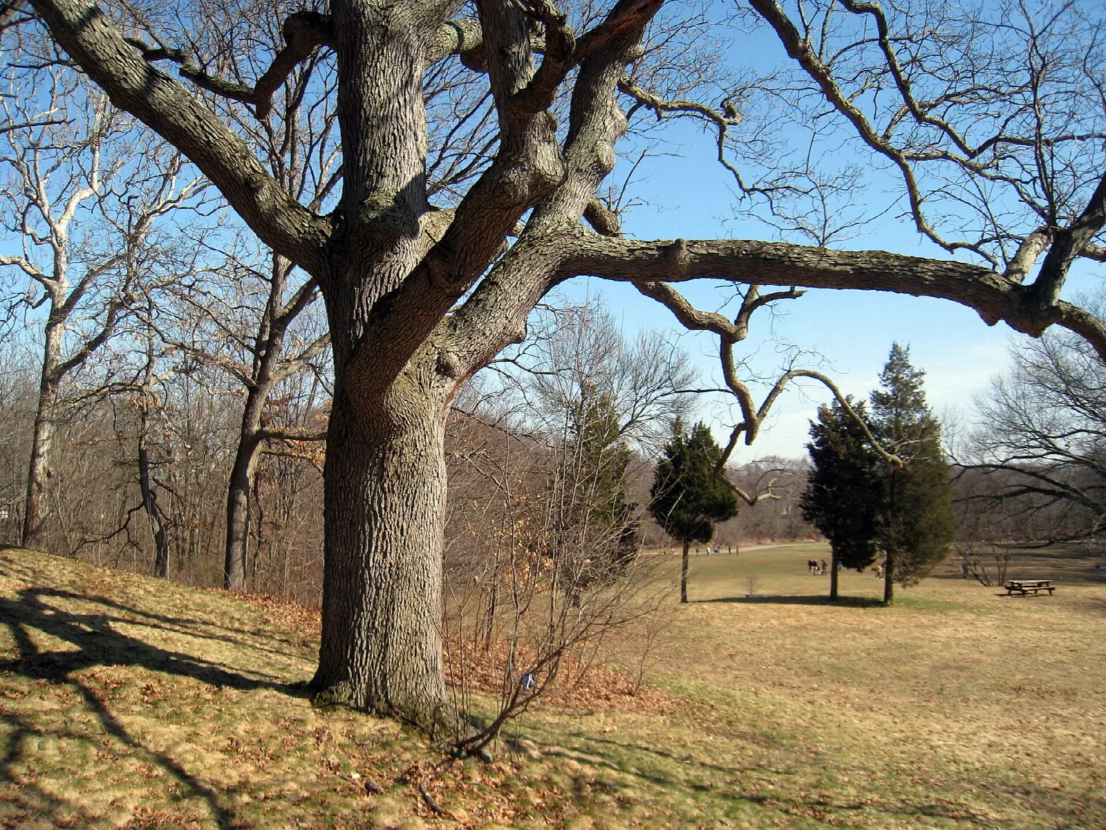 Large bare oak tree on a grassy hillside with a picnic table in the distance