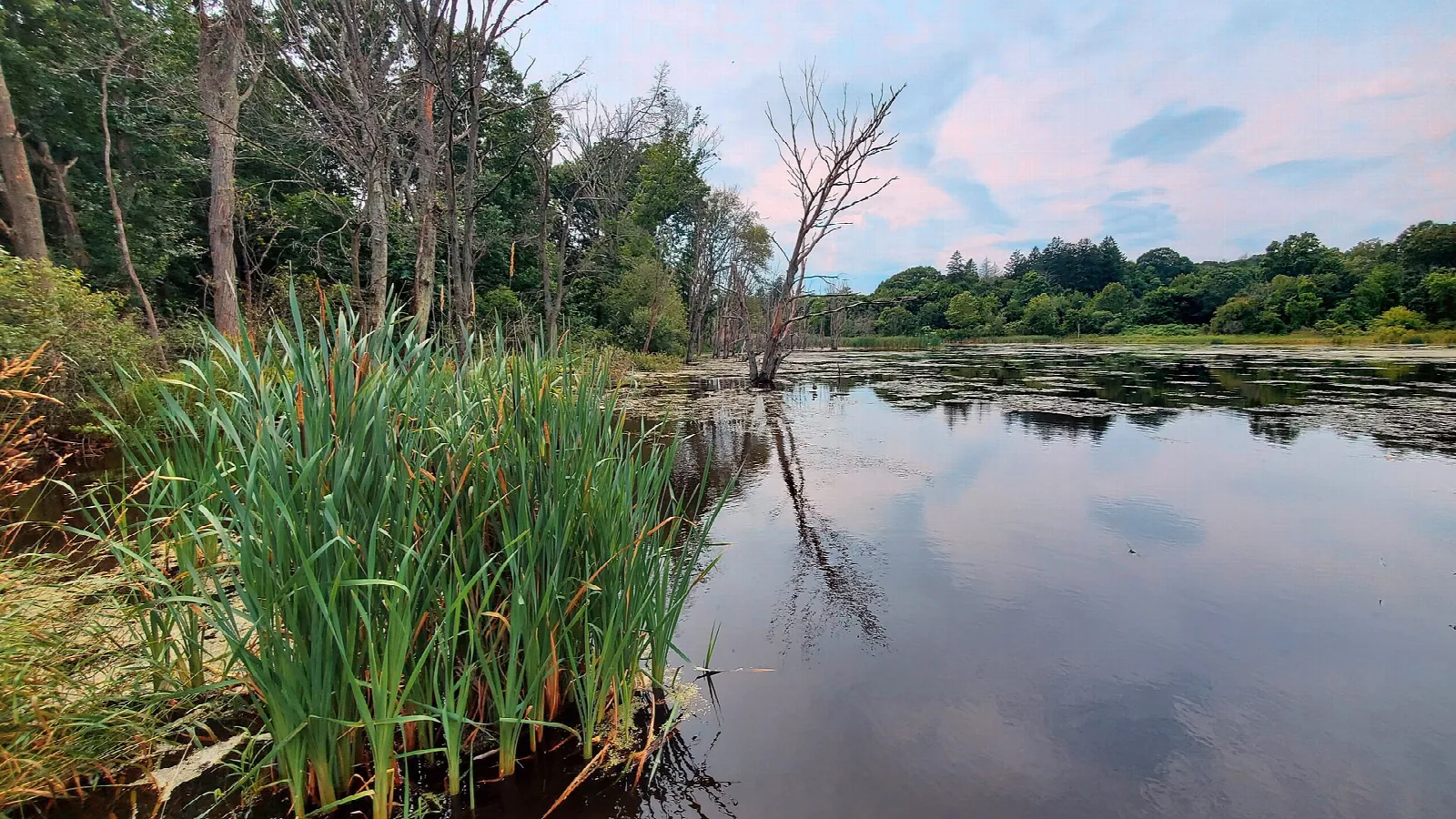 Calm pond with tall green reeds and a pink evening sky
