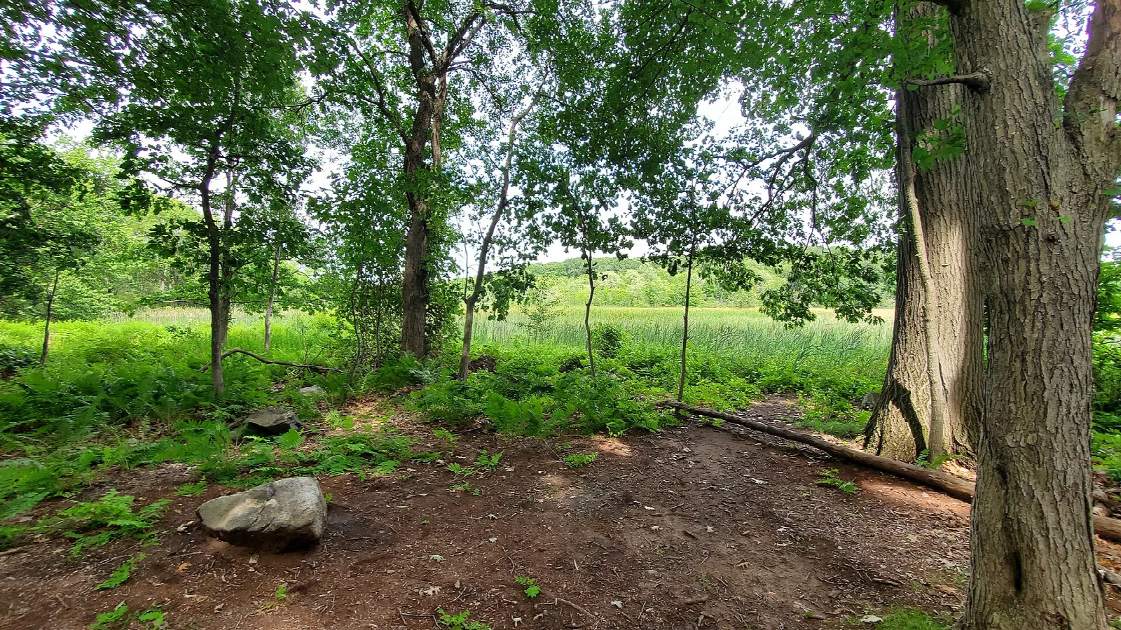 Dirt path under green trees near a grassy clearing