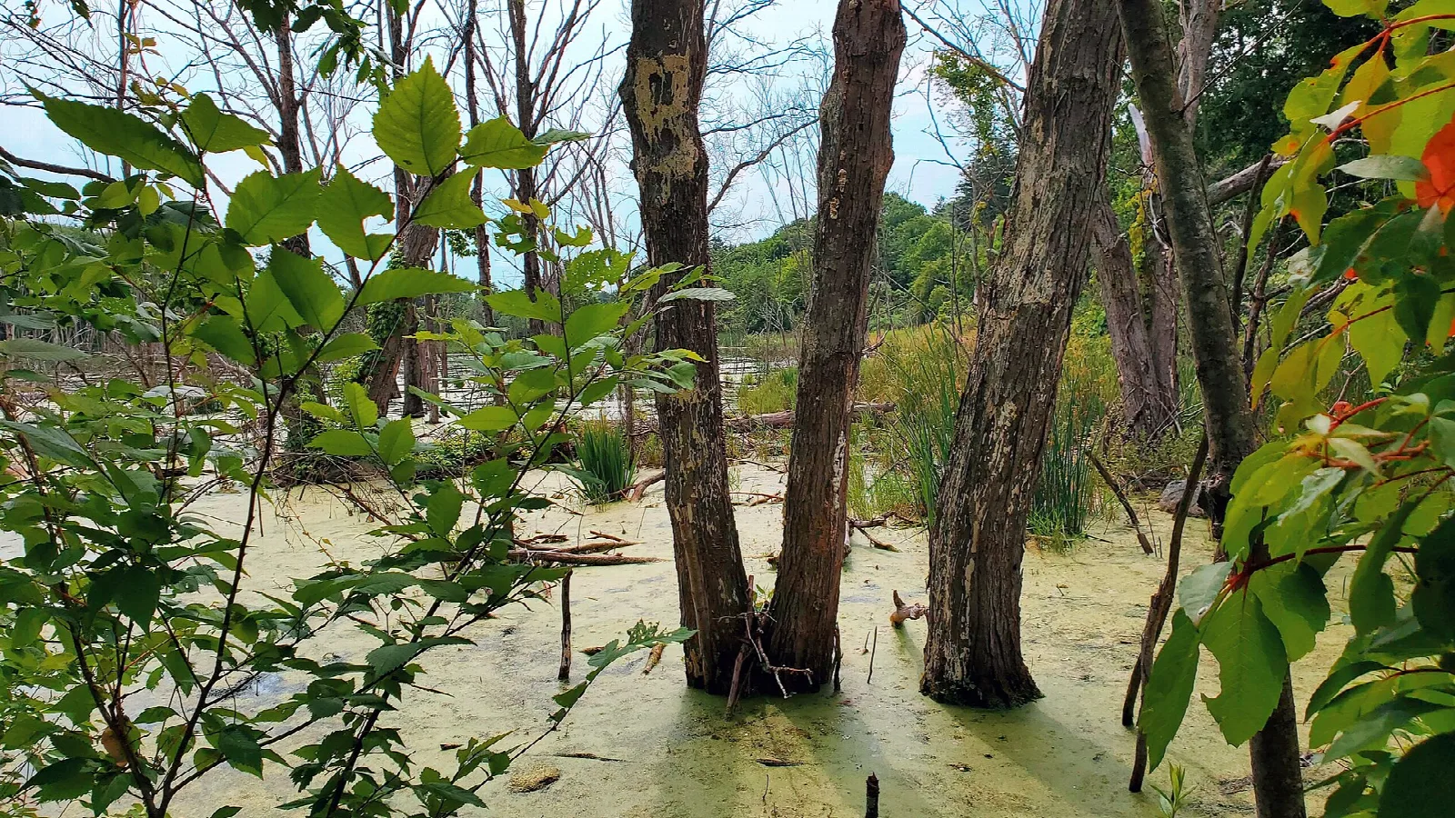 Flooded woodland with tree trunks standing in green water