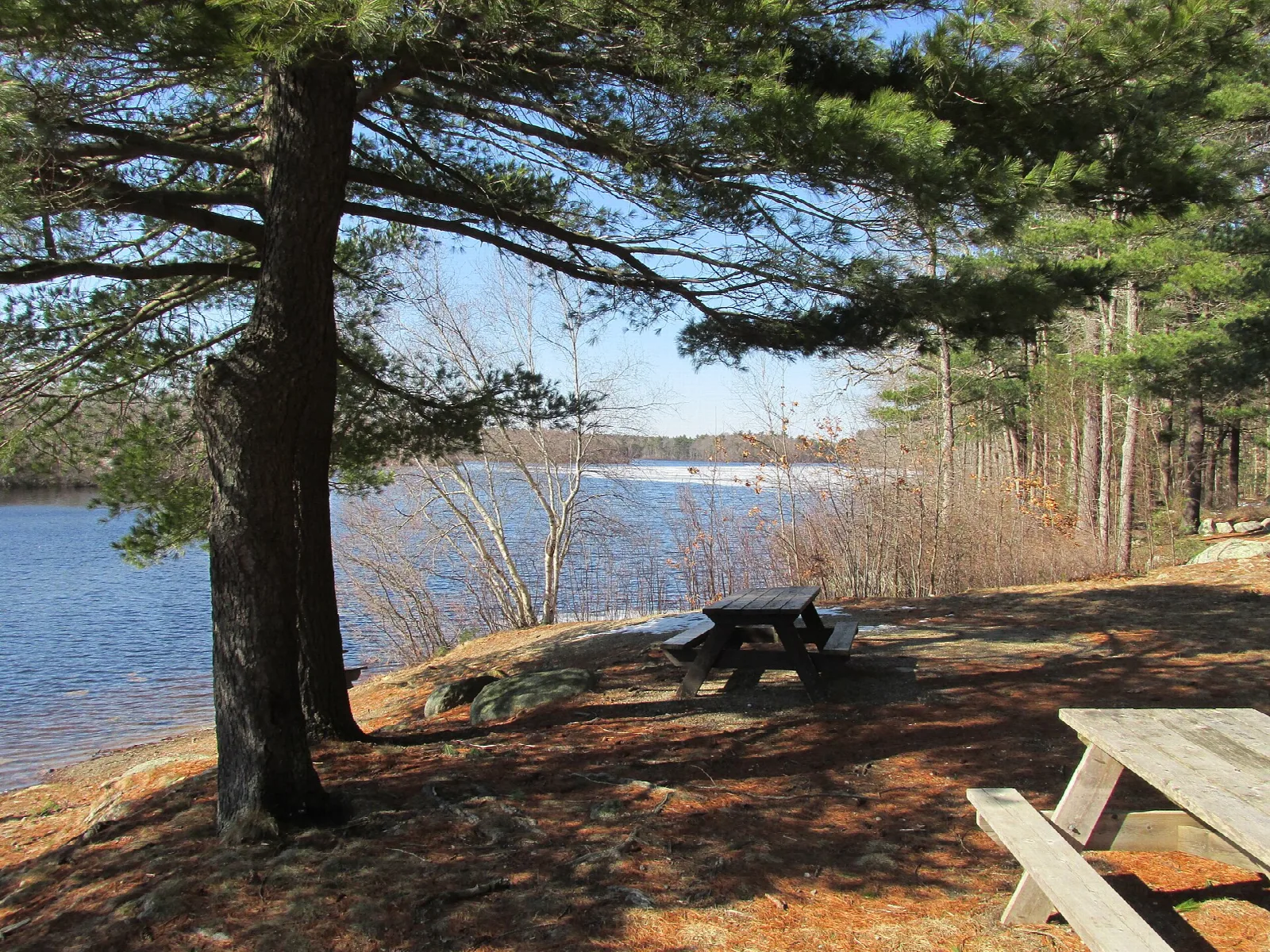 Pond shore with a pine tree and picnic tables under a blue sky