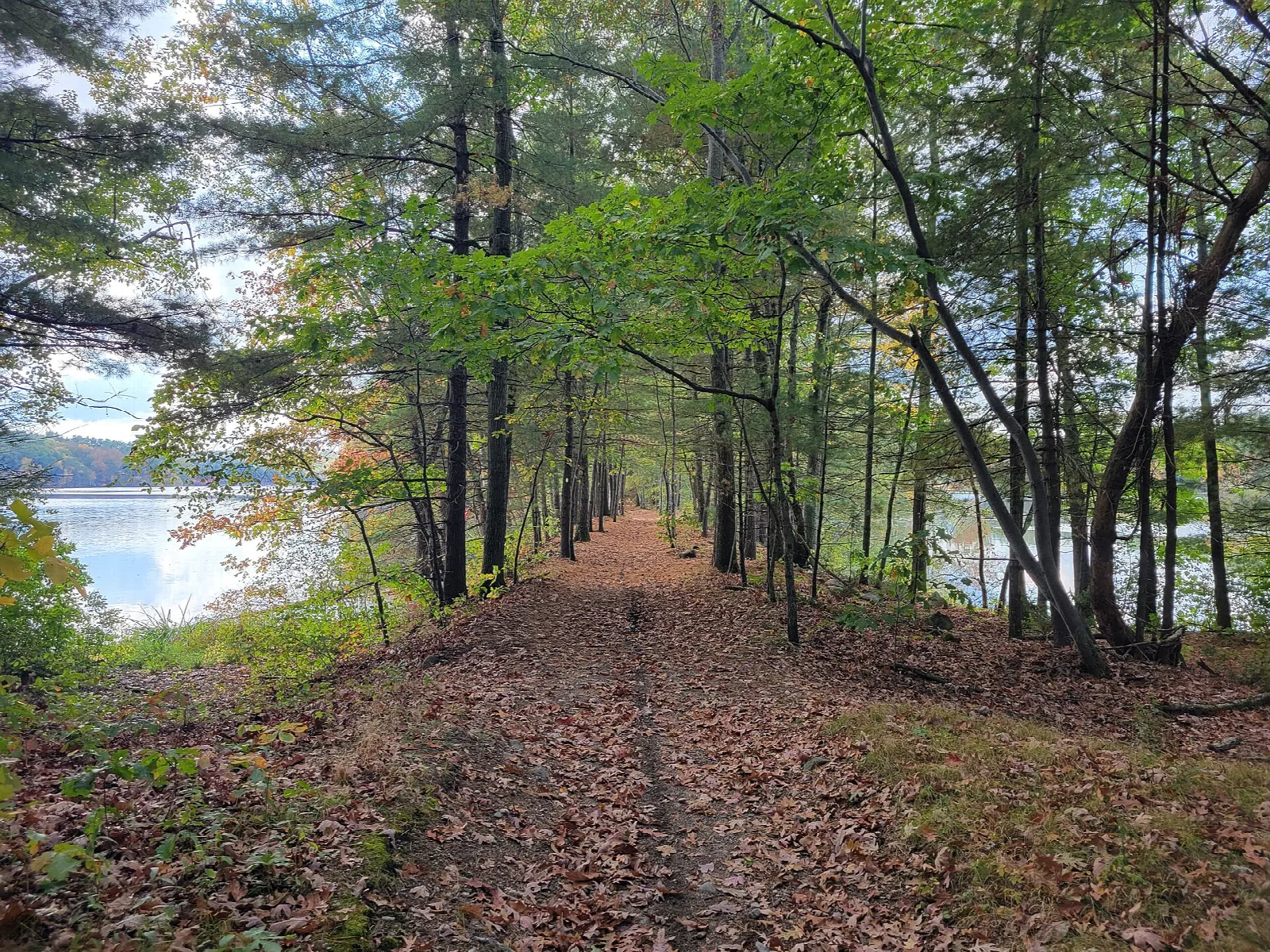 Leaf-covered trail beside the water under tall trees