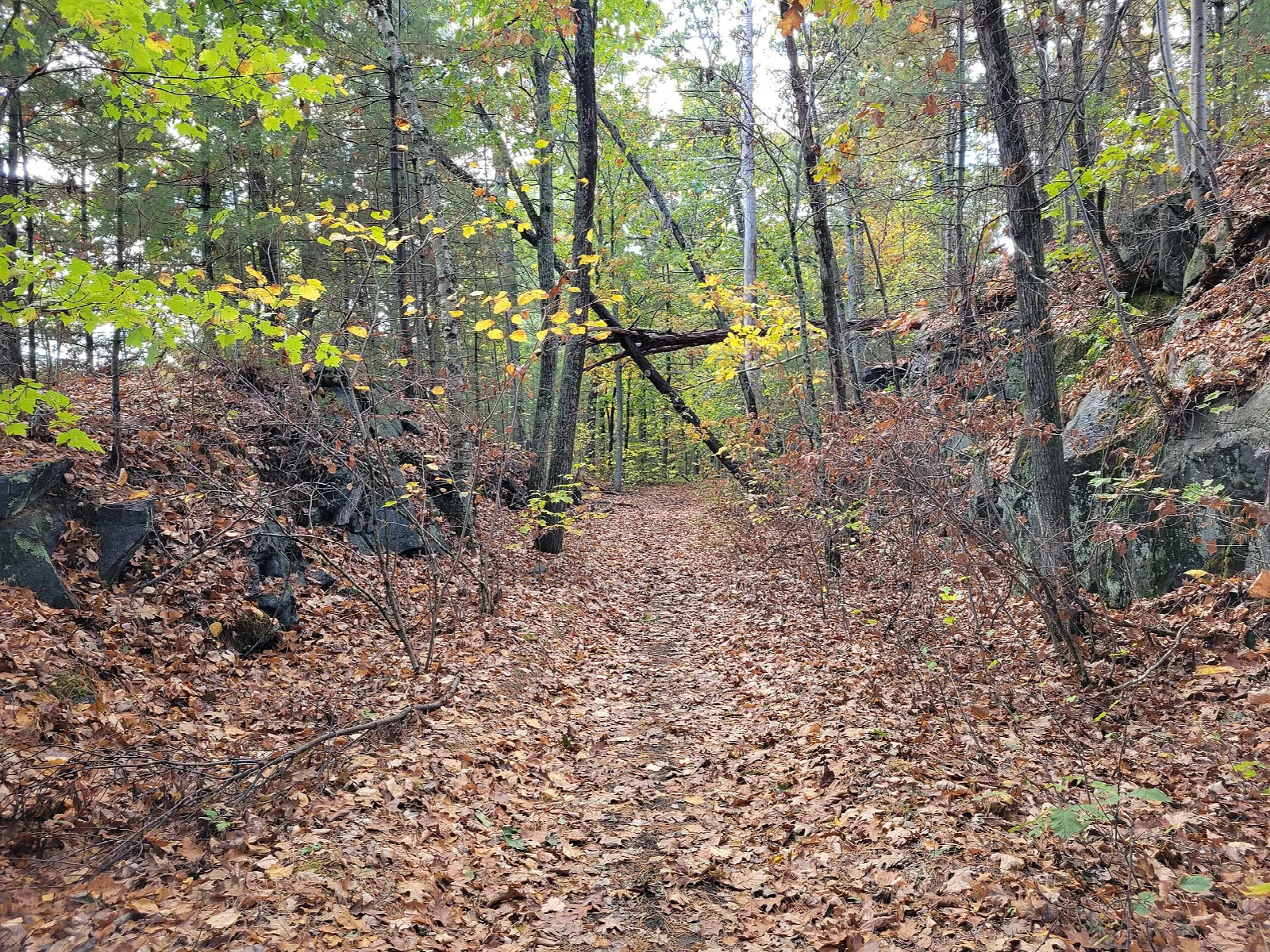 Leaf-covered trail cut between rock and trees