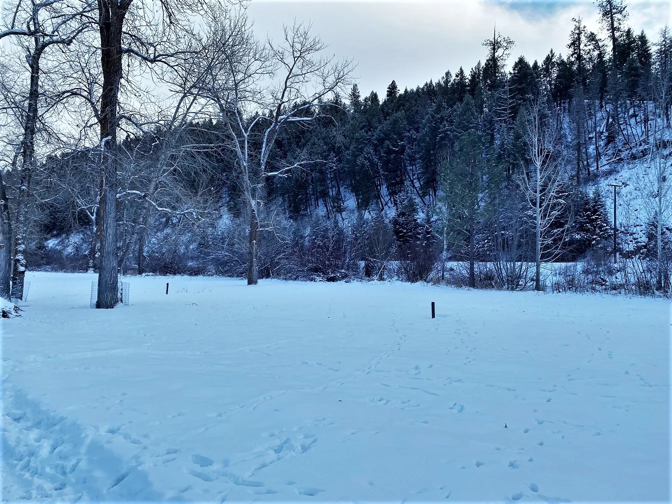 Snow-covered clearing among bare trees and evergreens
