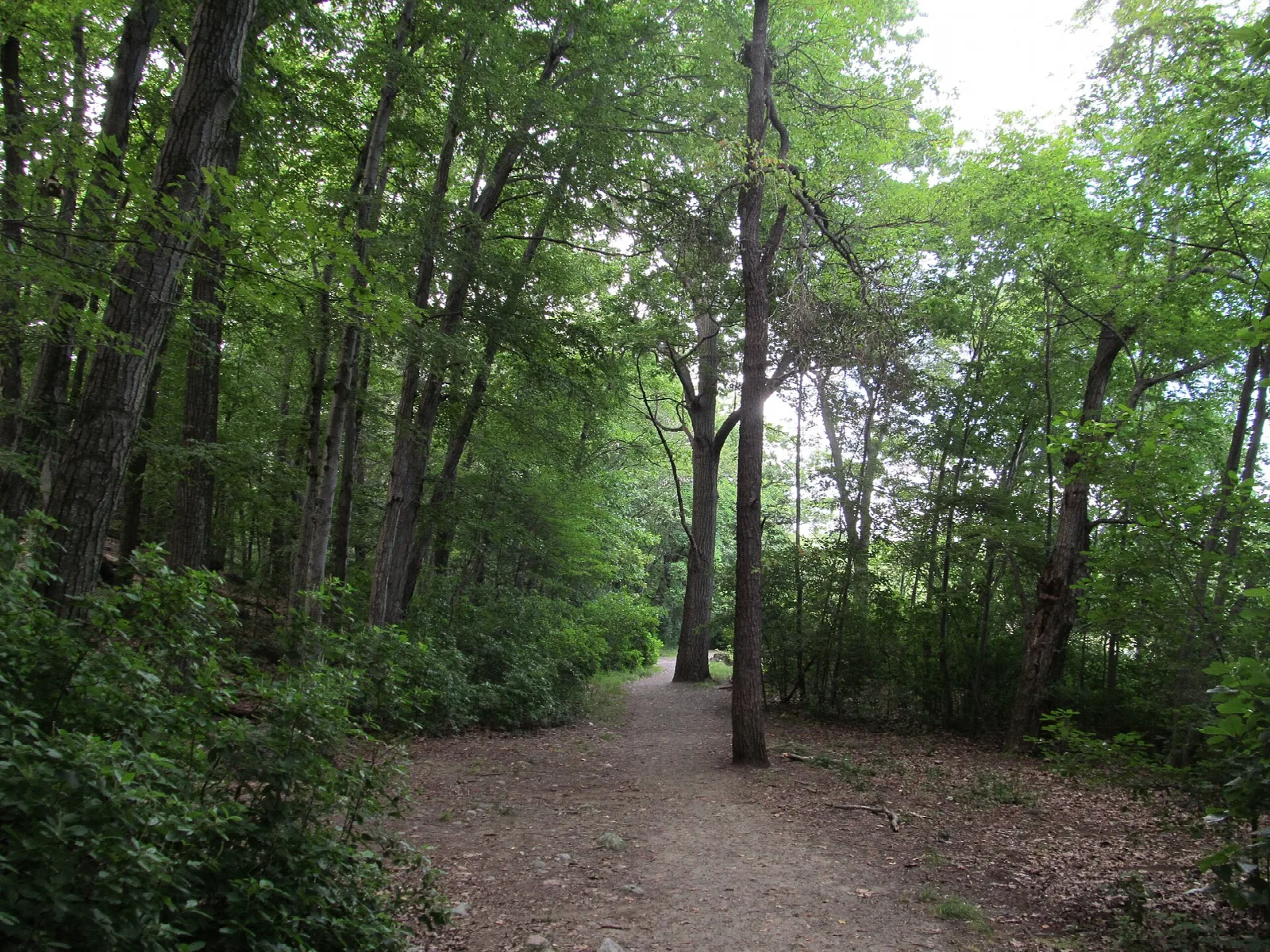 Dirt trail through green woods
