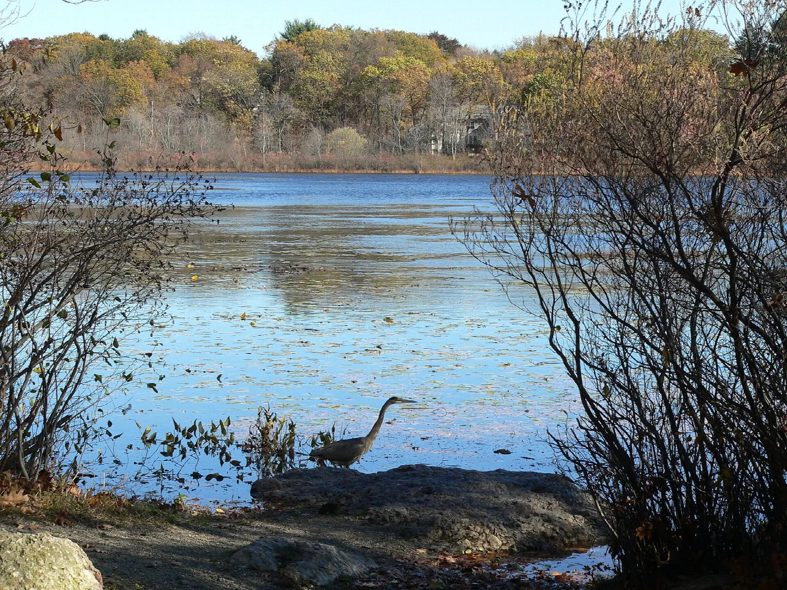 Heron on a rock at a pond edge among bare branches