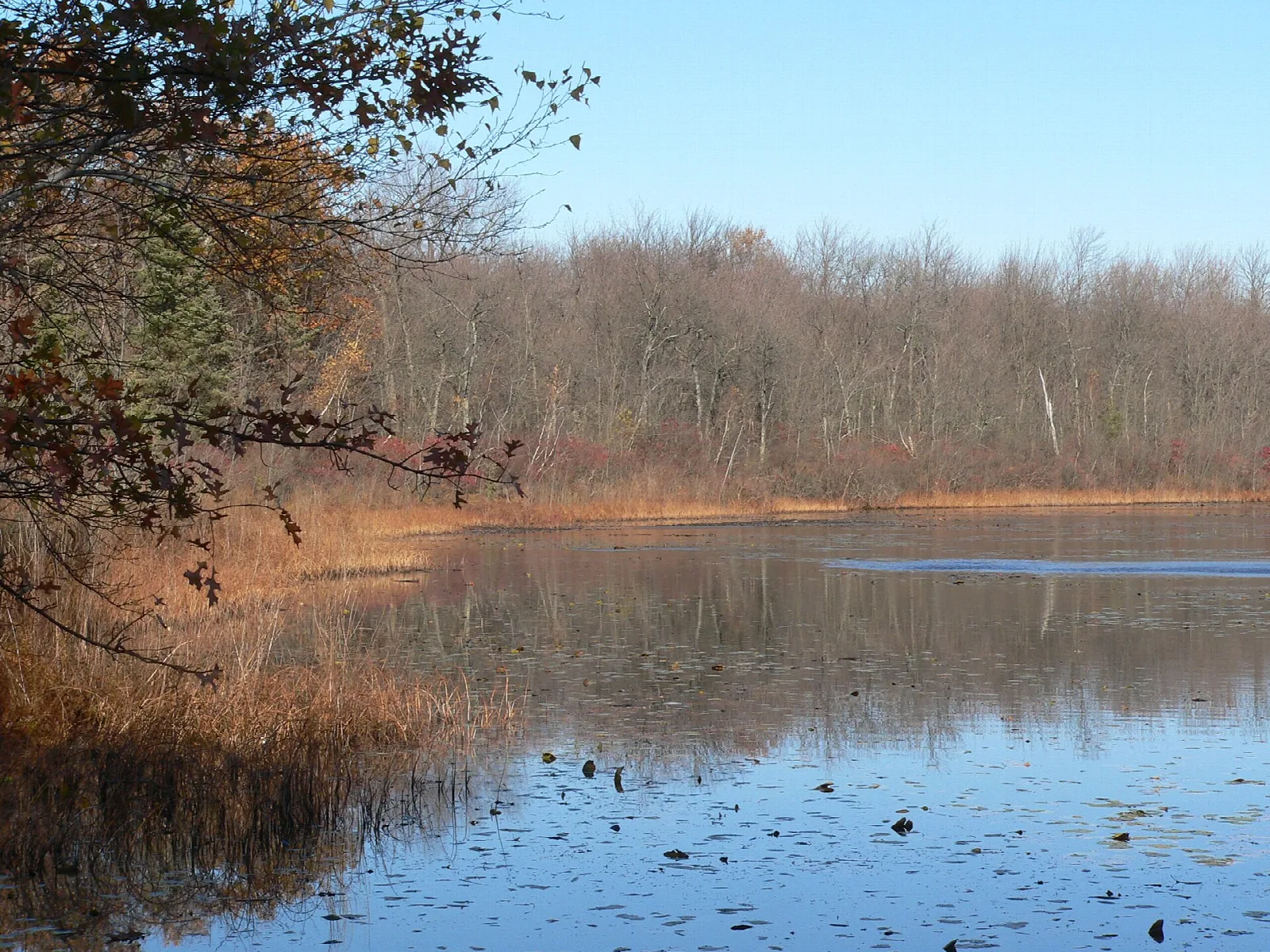 Quiet pond with dry reeds and bare trees