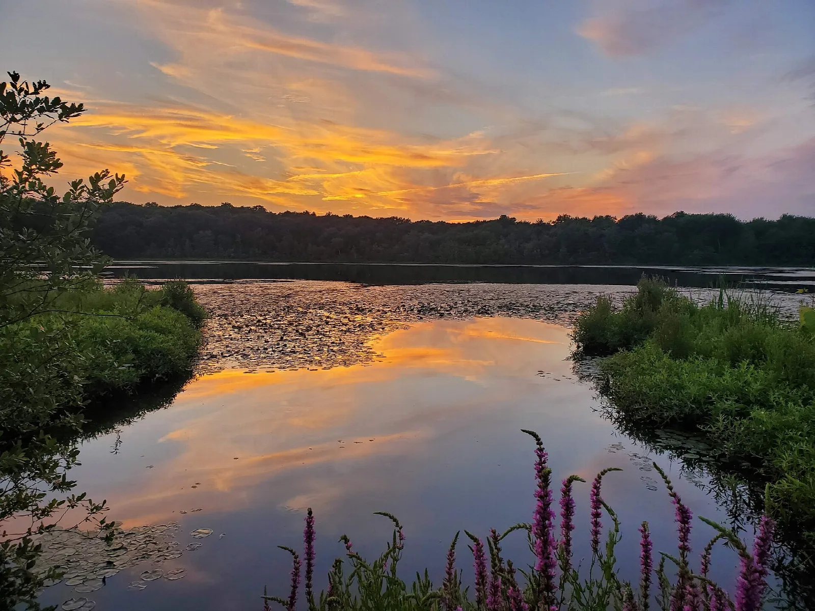 Pond at sunset with orange sky and pink wildflowers