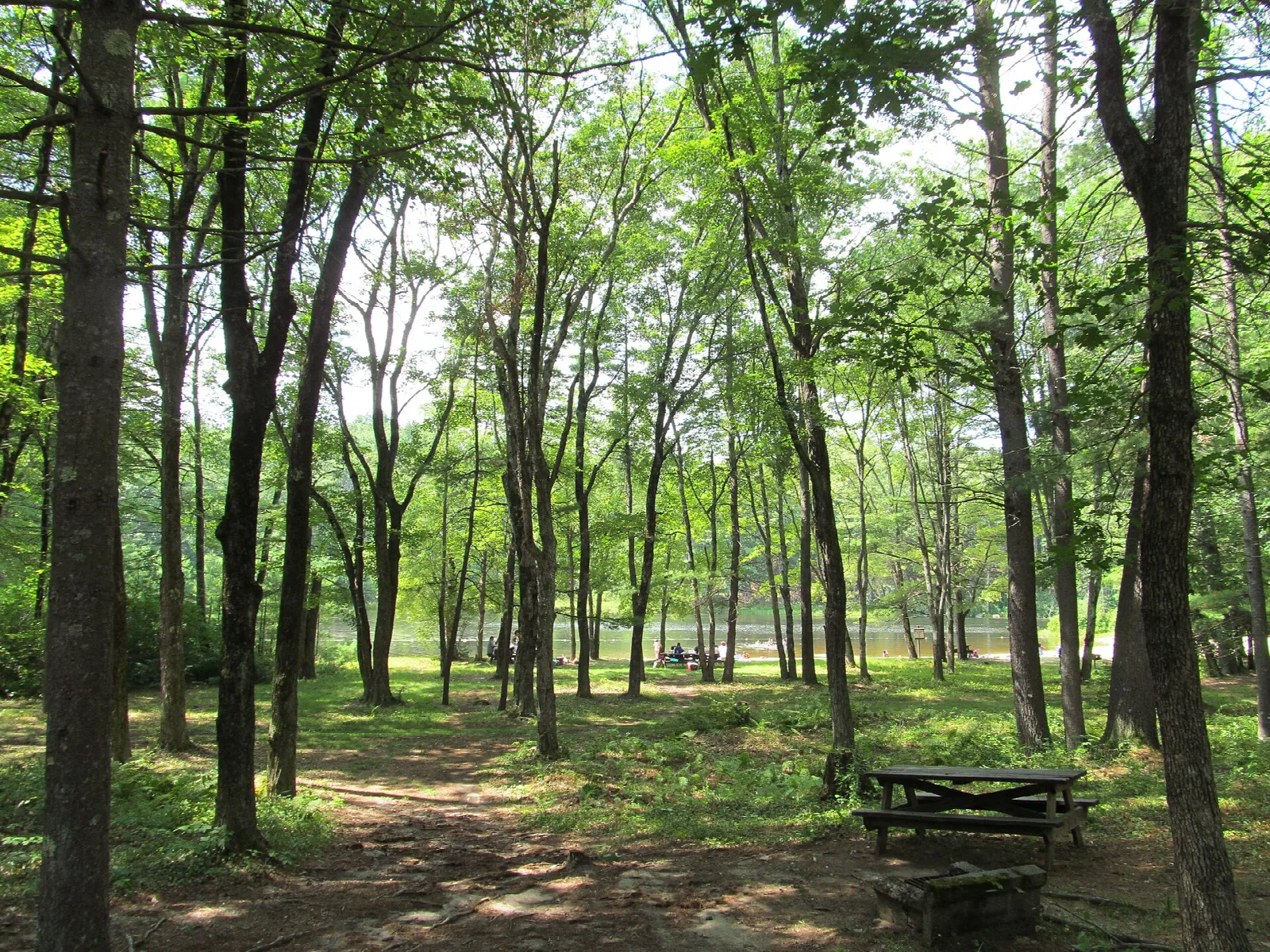 Picnic table on a dirt clearing among tall green trees