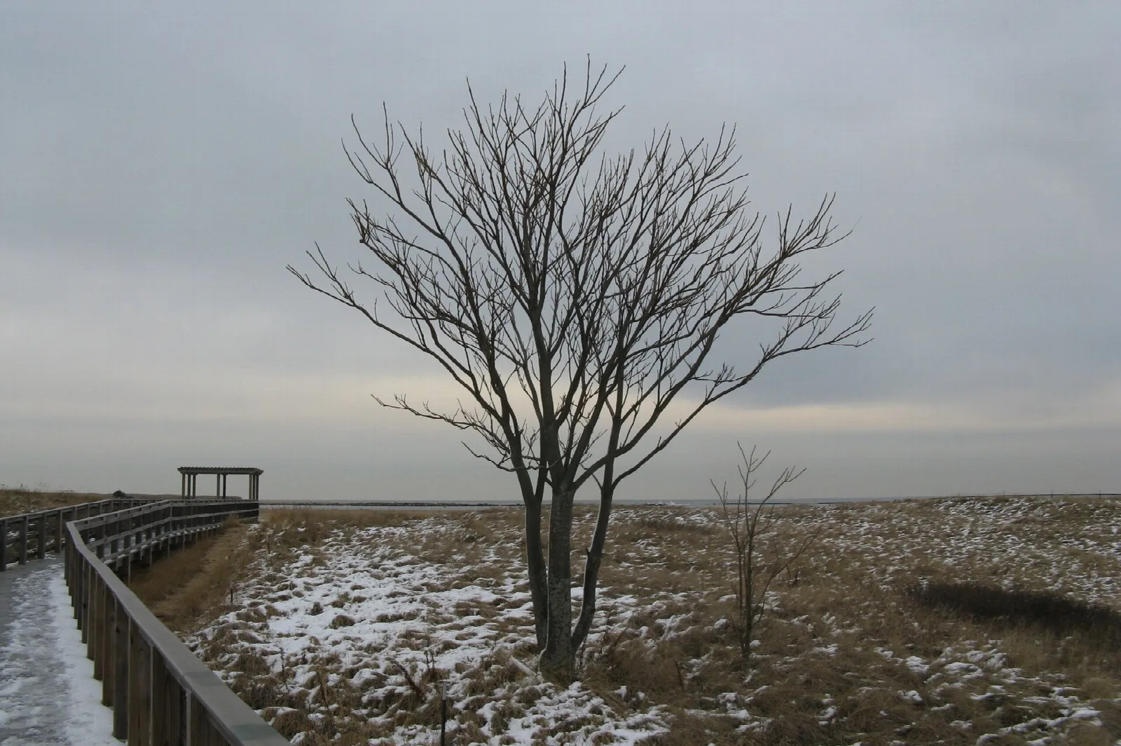 Wooden boardwalk beside snowy dunes and a bare tree under a grey sky
