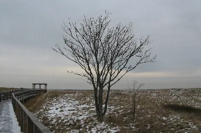 Plum Island State Reservation