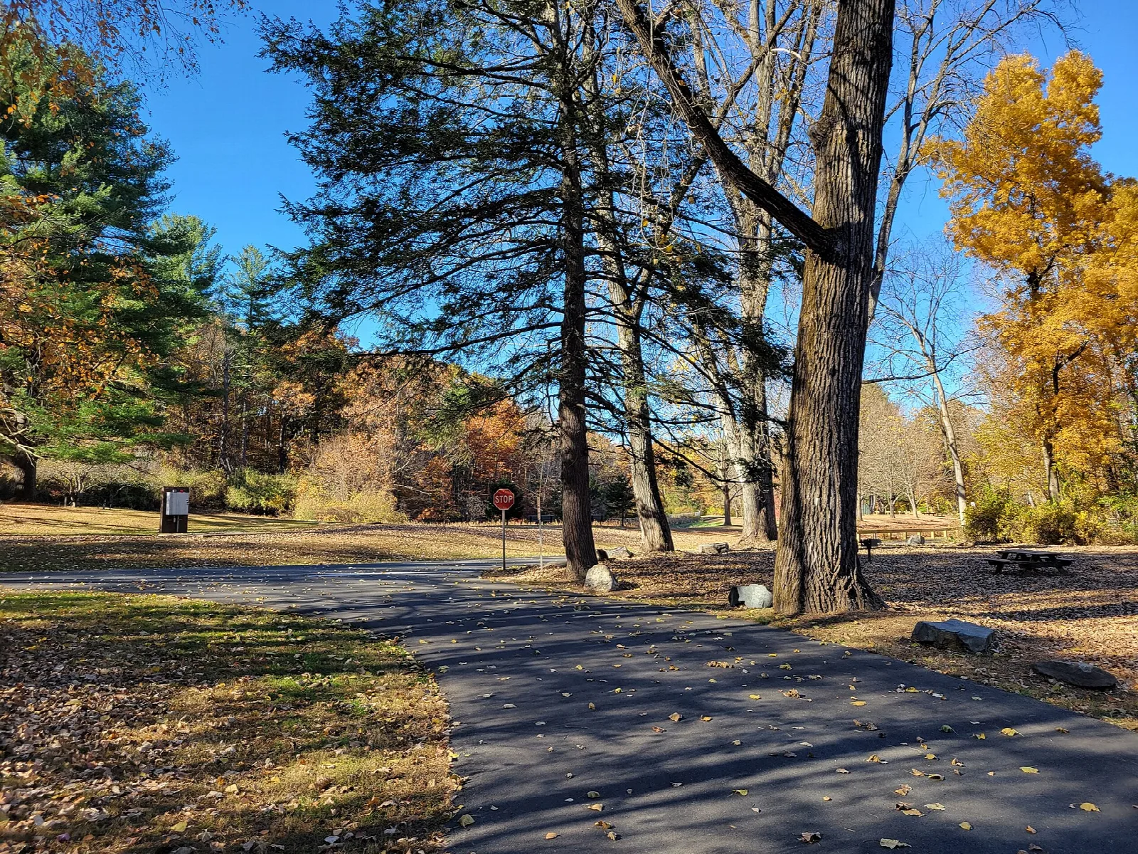 Paved path beside a lawn and tall pines, with orange fall leaves