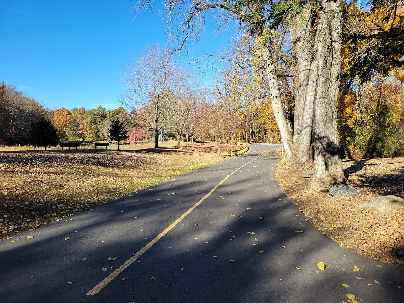Paved road through fall-colored trees