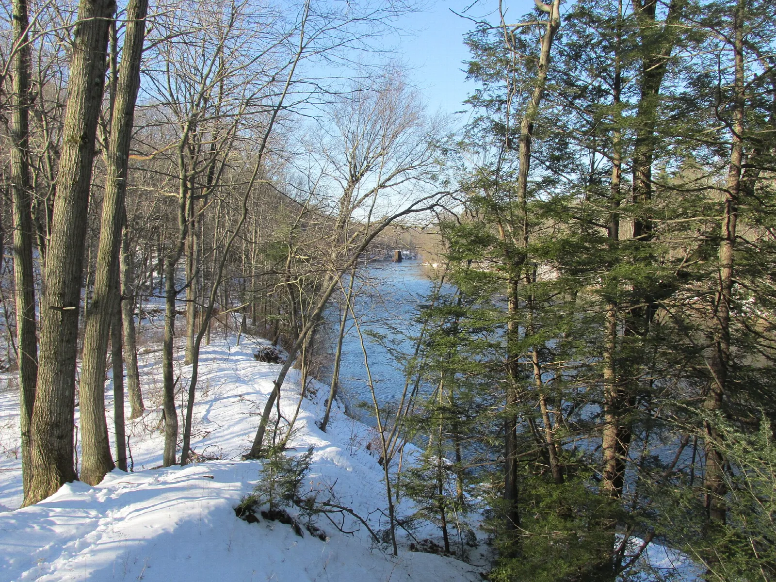 Snowy riverbank lined with tall evergreens beside open water