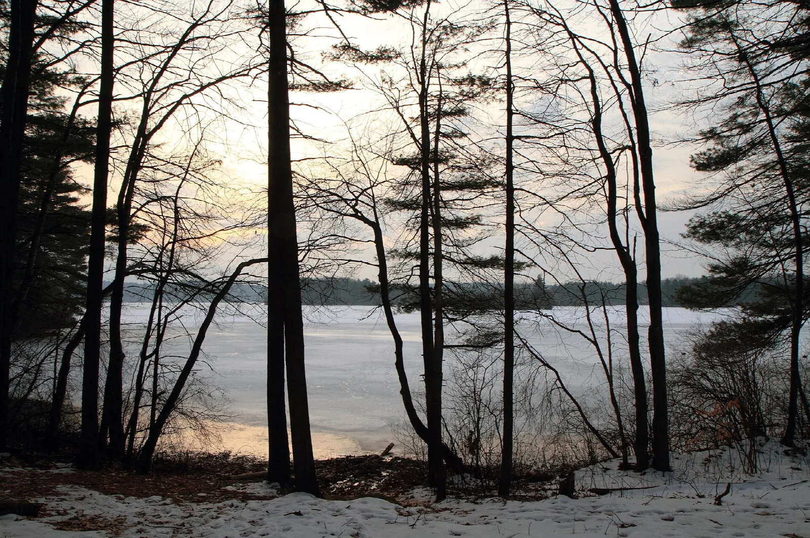 Frozen reservoir seen through bare trees and pines on a snowy shore