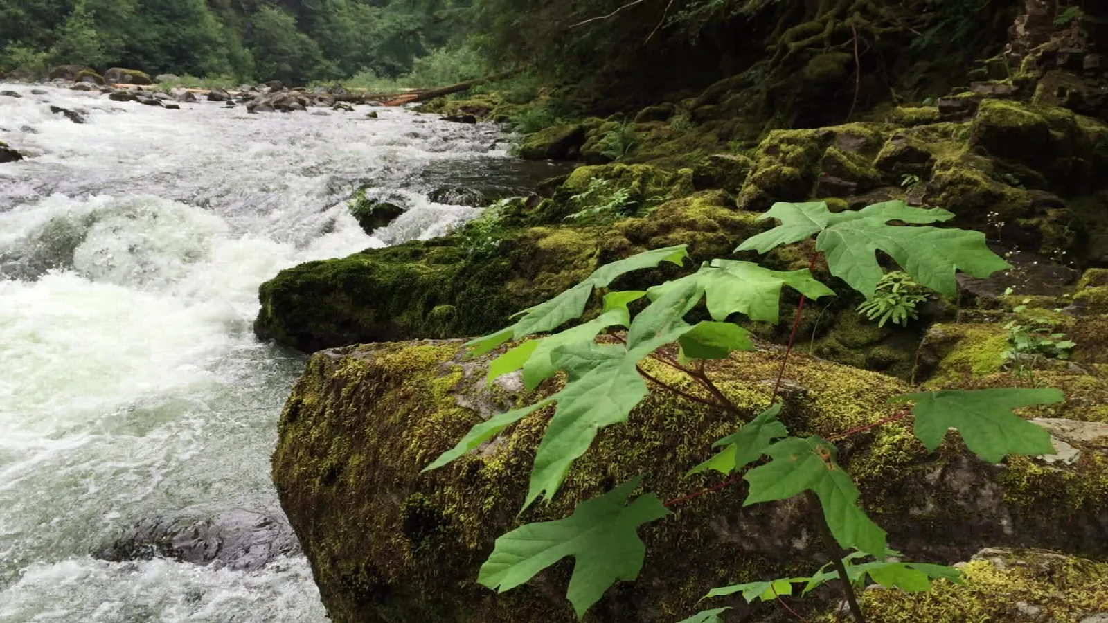 View related to North Santiam State Recreation Area OR