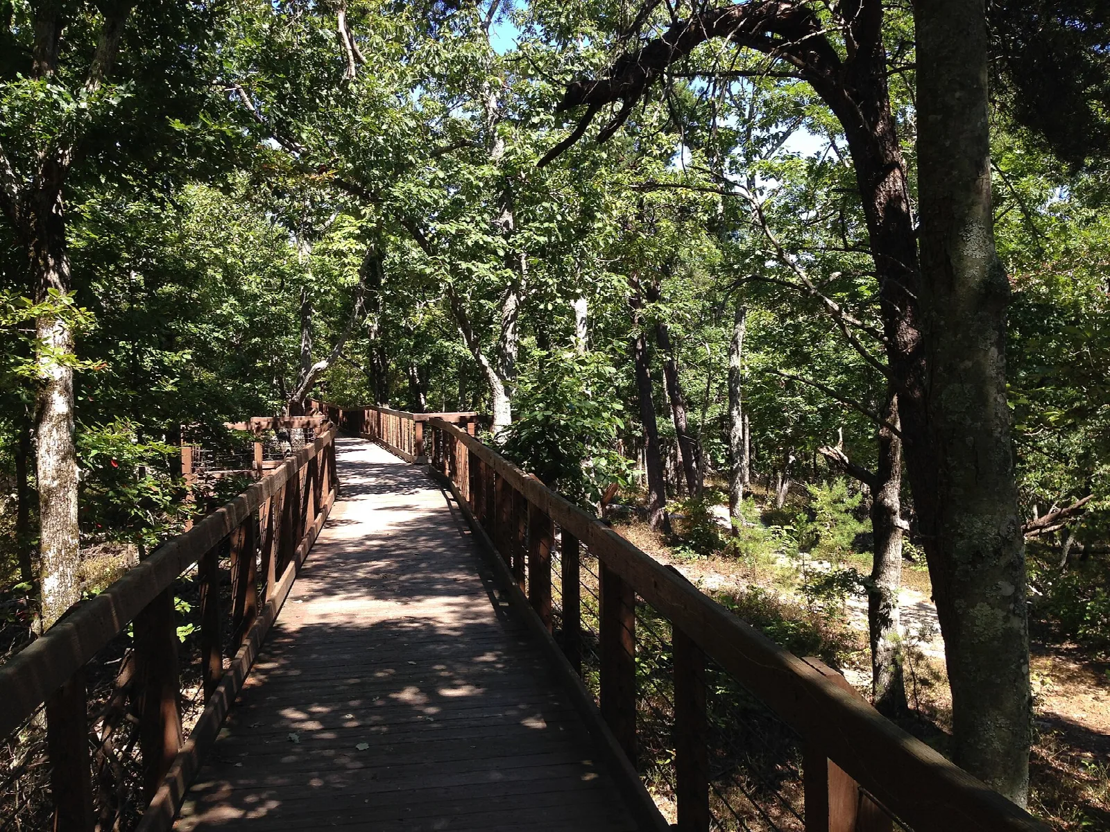 Wooden boardwalk with railings running through woods