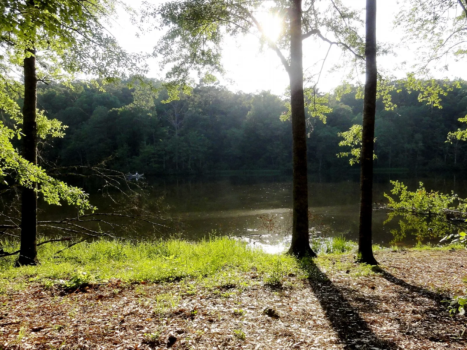 Sunlight through tree trunks over a lake shore with green grass