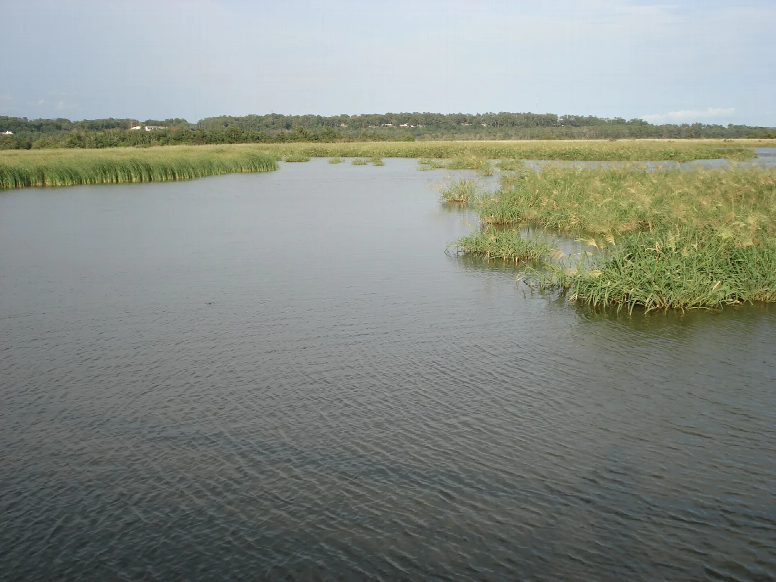 Wide channel of calm water with marsh grass along the bank