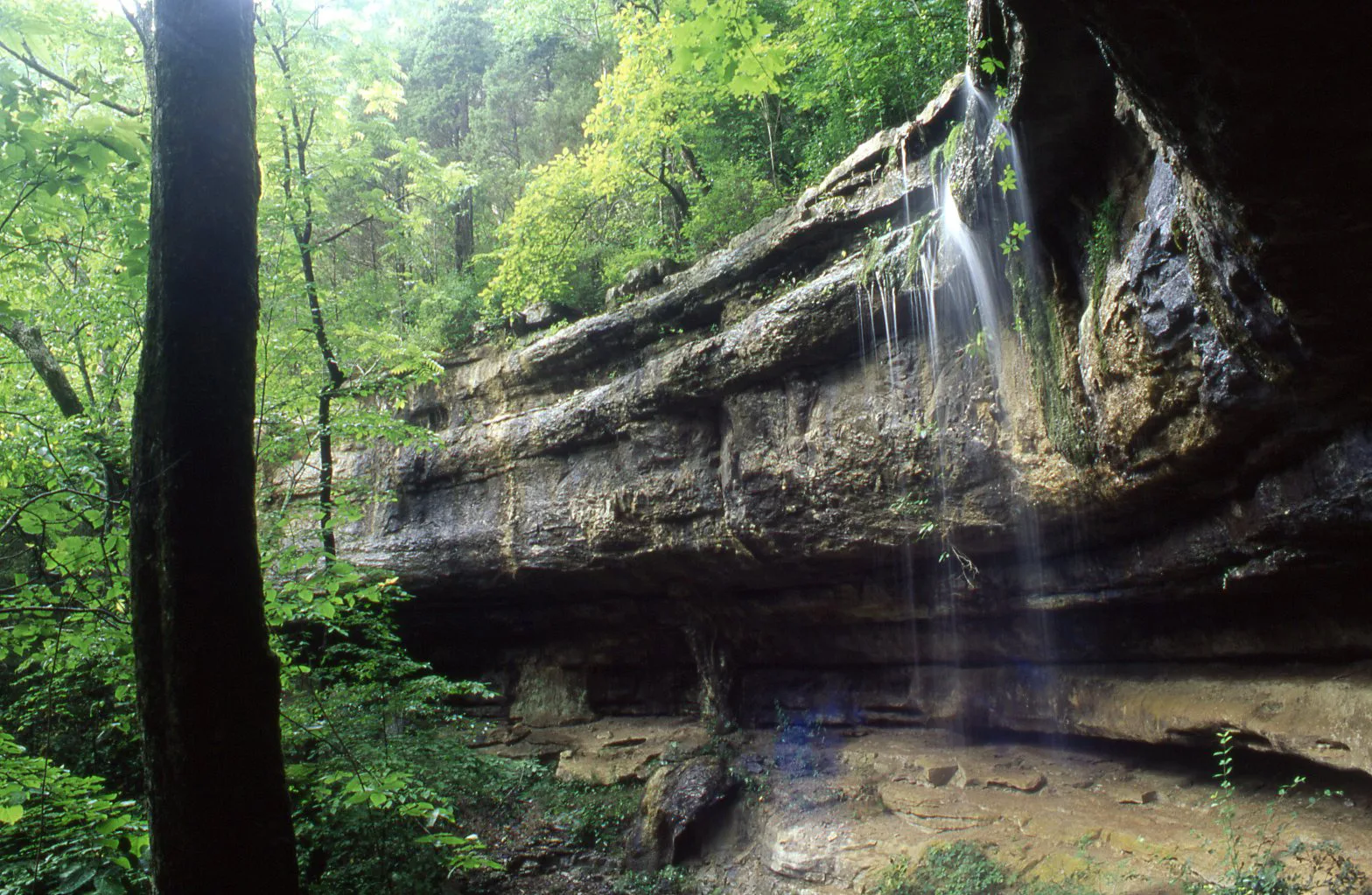 Water trickling over a rock ledge into a green wooded hollow