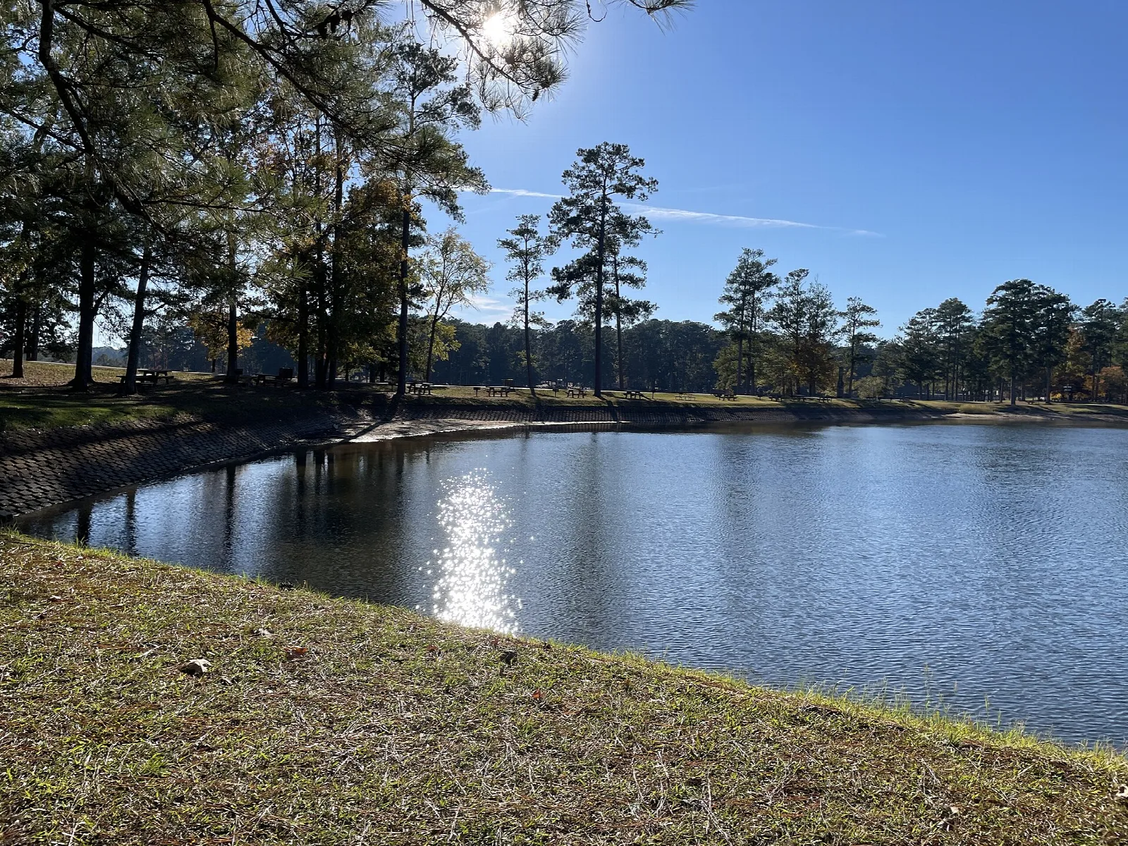 Calm lake water with pine trees along the shore and a grassy bank under a blue sky