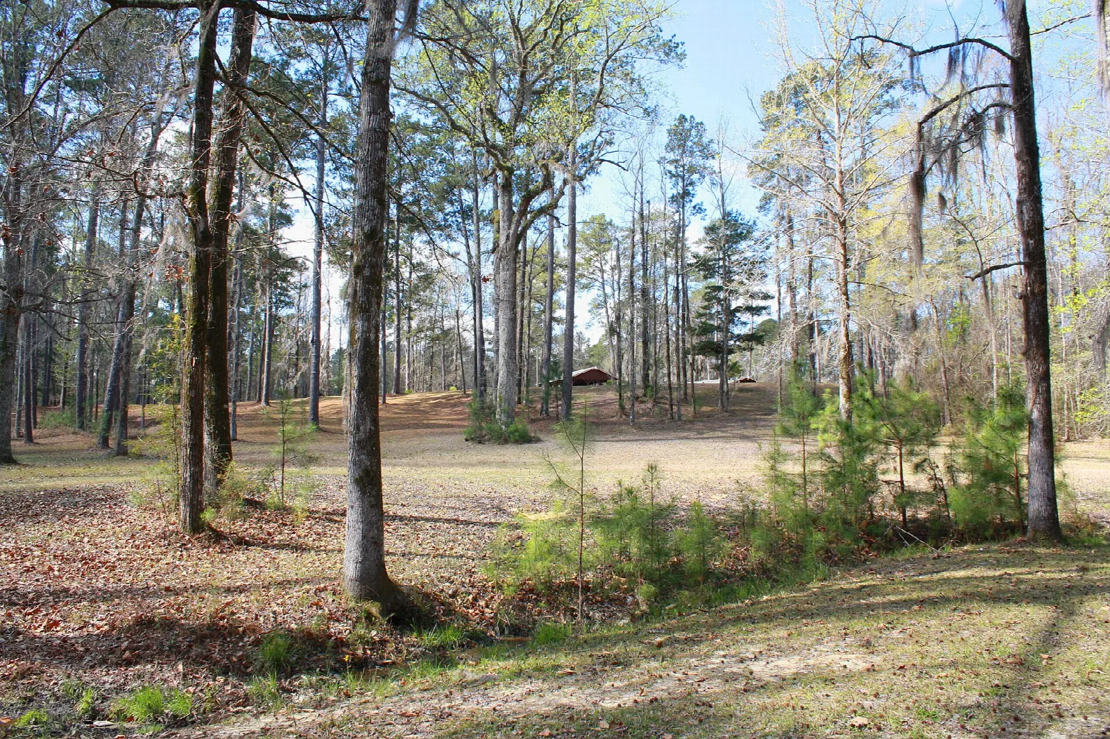 Open wooded hillside with pines and bare trees, leaf litter on the ground