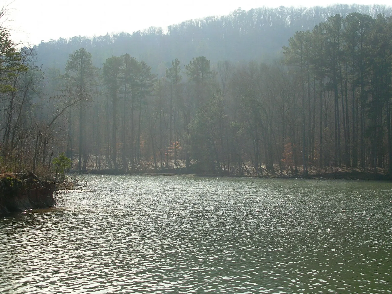 Misty lake with a forested hillside and pine trees along the shore