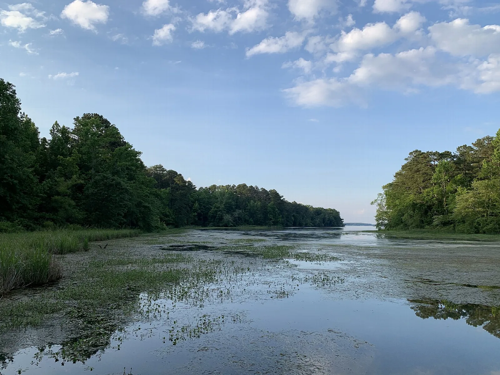 Calm lake inlet with green trees on both banks and clouds in a blue sky
